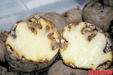 На Дону картофельная моль может оставить овощеводов без урожая